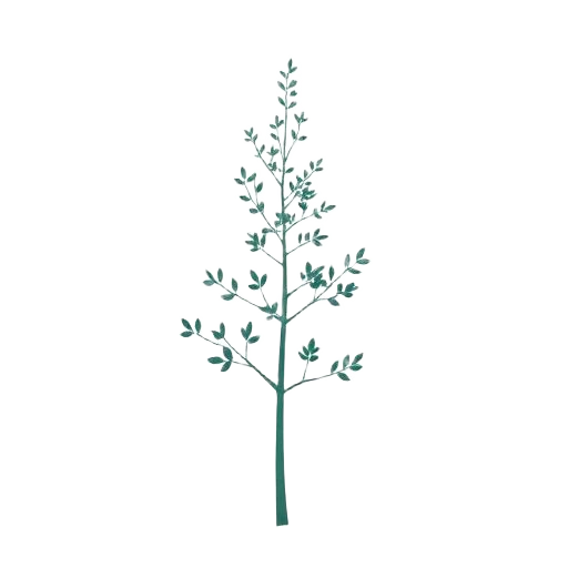 Aliso tree illustration