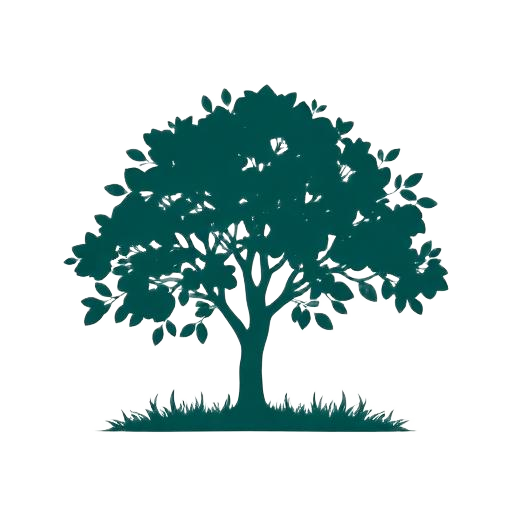 Palo María tree illustration